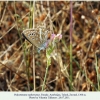 polyommatus rjabovi talysh female2